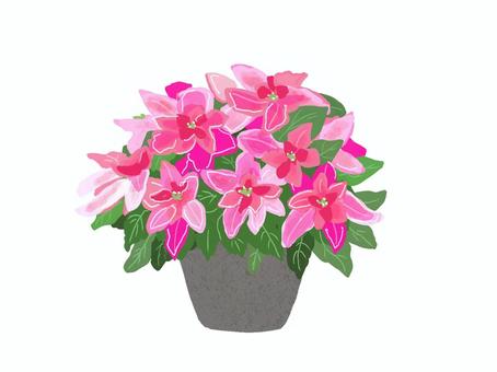 ポインセチア 赤 ポインセチア 赤 ポインセチア,プリンセチア,鉢植え,観葉植物,リアル,手描きのイラスト素材