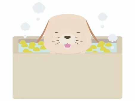 ゆず湯に入る笑顔の垂れ耳の犬 ゆず湯,犬,笑顔,動物,かわいい,冬至,入浴のイラスト素材