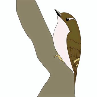 色々な鳥（コゲラ）