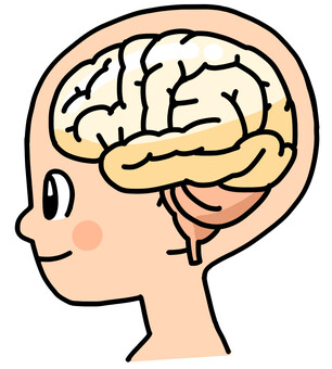 頭の中の脳 健康教育,脳,脳みそ,横顔,子供,かわいいのイラスト素材
