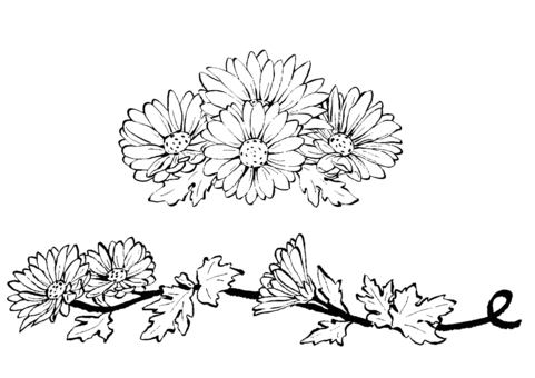 飾り風の小菊2種 墨筆 飾り風の小菊2種 墨筆 小菊,菊,花,植物,秋,お彼岸,仏花,お供え,黄色,白のイラスト素材