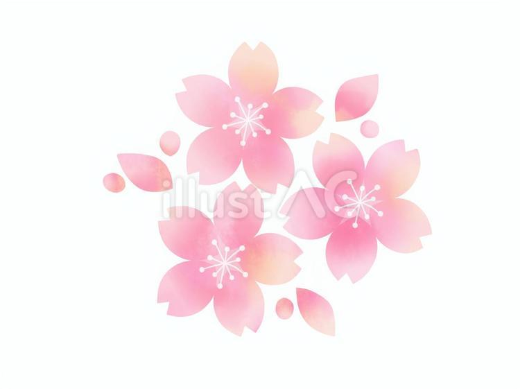 桜 桜,花,春のイラスト素材