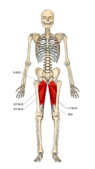 骨格と内転筋群 大内転筋,長内転筋,恥骨筋,薄筋,短内転筋,内転筋,筋,筋肉,ガイコツ,解剖のイラスト素材