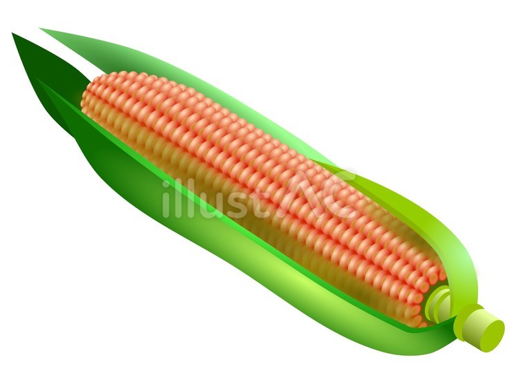 トウモロコシ02（赤） トウモロコシ,野菜,夏のイラスト素材