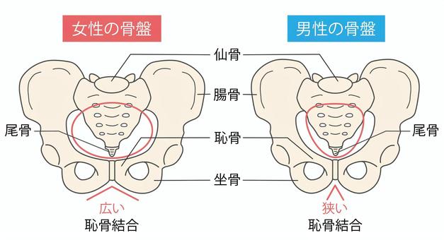 男性と女性の骨盤 骨盤,股関節,男女,違い,比べる,形状,男性,女性,骨格,人体のイラスト素材