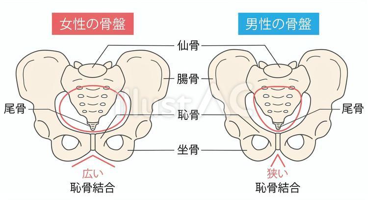 男性と女性の骨盤 骨盤,股関節,男女のイラスト素材