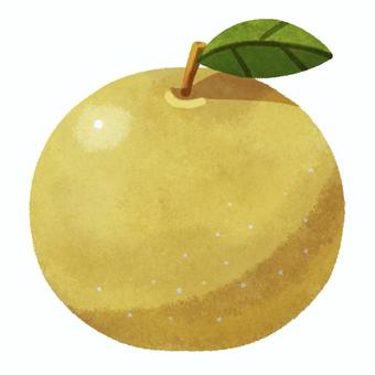 Illustration, pear, plant, fruit, JPG and PNG