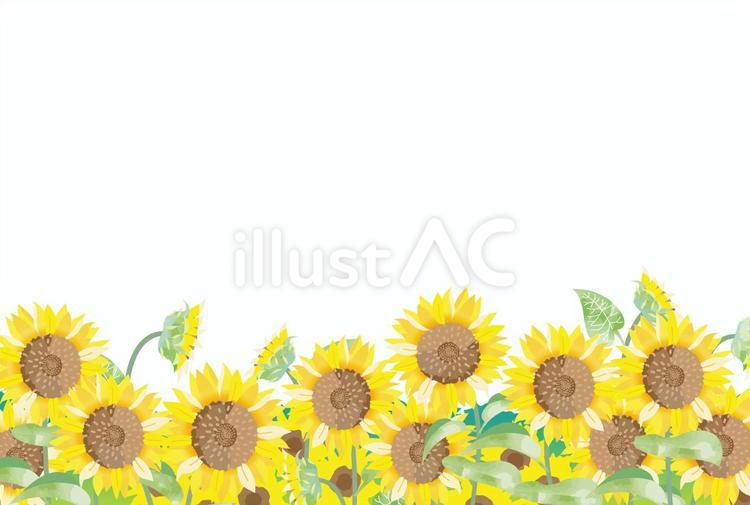 夏の挨拶状に使えるひまわりイラスト２ 暑中見舞い,夏,挨拶のイラスト素材