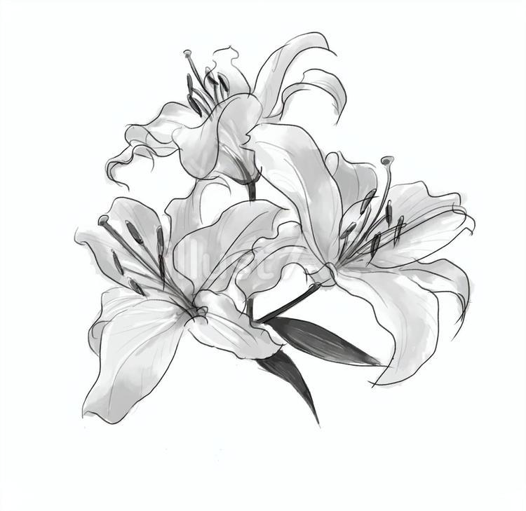 白百合(モノクロ) 百合,白百合,白のイラスト素材