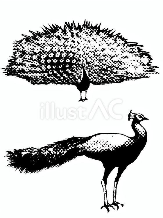 孔雀イラスト - No: 27114665｜無料イラスト・フリー素材なら