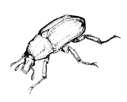 紛らわしいカナブン カナブン,昆虫,甲虫,モノクロ,線画,手描き,手書き,益虫のイラスト素材