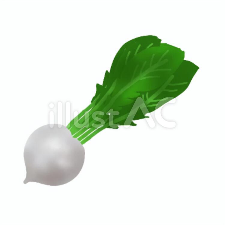 かぶ　野菜 かぶ,カブ,野菜のイラスト素材
