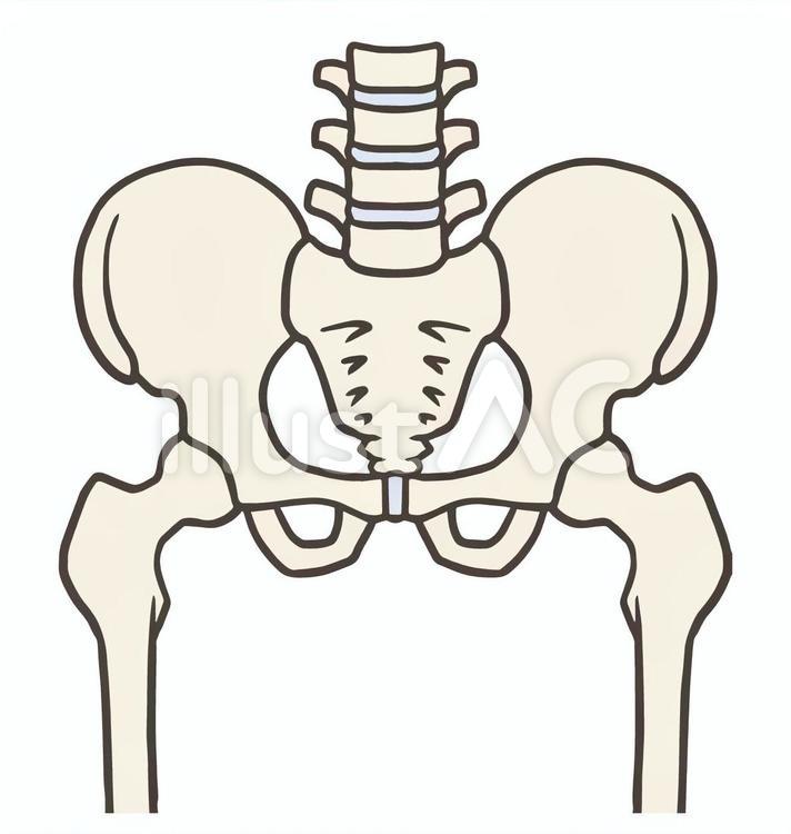 骨盤と股関節、腰椎 骨盤,仙骨,腸骨のイラスト素材