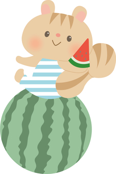 Illustration, squirrel, a squirrel, watermelon, 