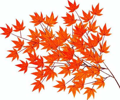 Illustration, autumn leaves, momiji, autumn, JPG and PNG