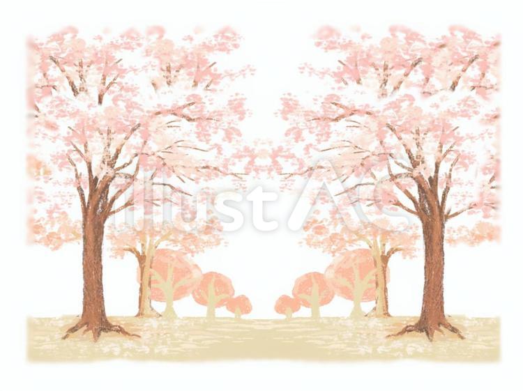 桜の並木道のイラスト 桜,並木道,背景透過のイラスト素材