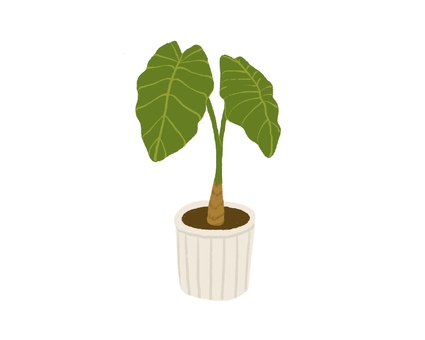観葉植物09 観葉植物,緑,植物,インテリア,ナチュラル,手書き,クワズイモ,アロカシアのイラスト素材