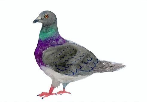 pigeon, dove, bird, animal, JPG and PNG