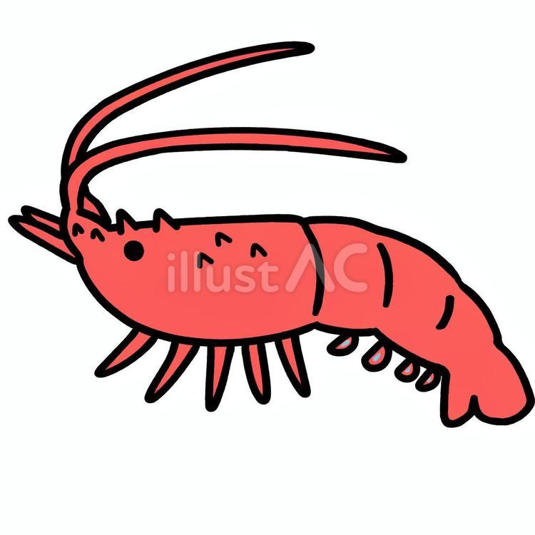 たぶんイセエビくん 伊勢海老,海,高級食材のイラスト素材