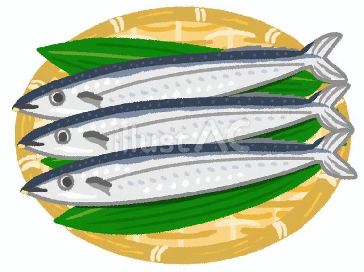 笹の葉とざるの上に乗る新鮮な三匹のサンマ さんま,秋刀魚,ざるのイラスト素材