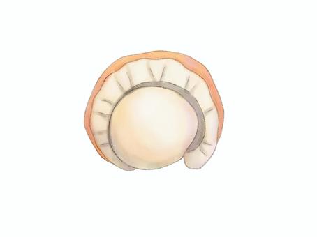 水彩画風ホタテのイラスト ホタテ,貝,イラスト,海産物,ホタテ貝,食べ物,海の幸,水彩,手描きのイラスト素材