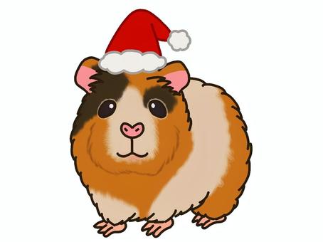 サンタのかぶりものをするモルモット モルモット,サンタ,クリスマス,コスプレ,かぶりもの,ペット,帽子,コスチューム,仮装,12月のイラスト素材