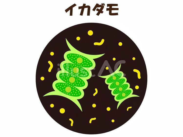 顕微鏡で見たイカダモのイラスト素材 イカダモ,プランクトン,緑藻のイラスト素材