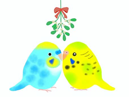 ヤドリギとインコ クリスマス,12月,ヤドリギ,永遠の愛,鳥,インコ,セキセイインコ,キス,かわいい,オリジナルのイラスト素材
