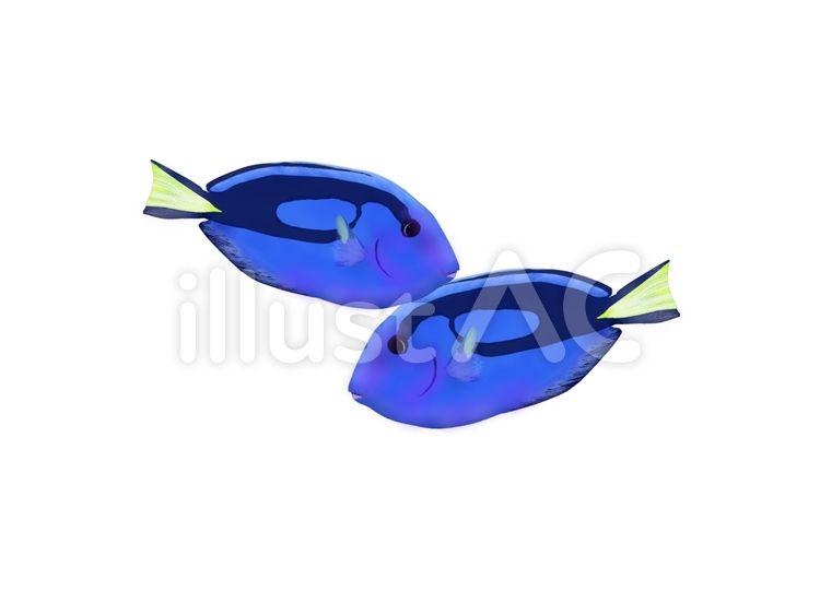 沖縄の魚　ナンヨウハギのイラスト 沖縄,海,水族館のイラスト素材