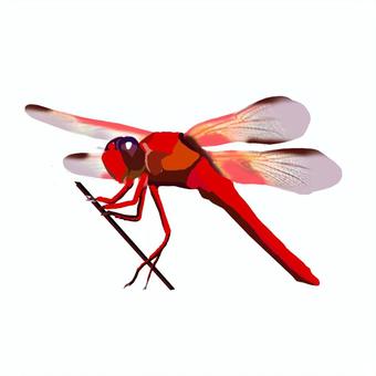 Illustration, libellule rouge, insectes, une créature, 