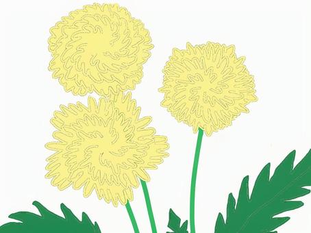 たんぽぽ 野草,たんぽぽ,花,黄色のイラスト素材