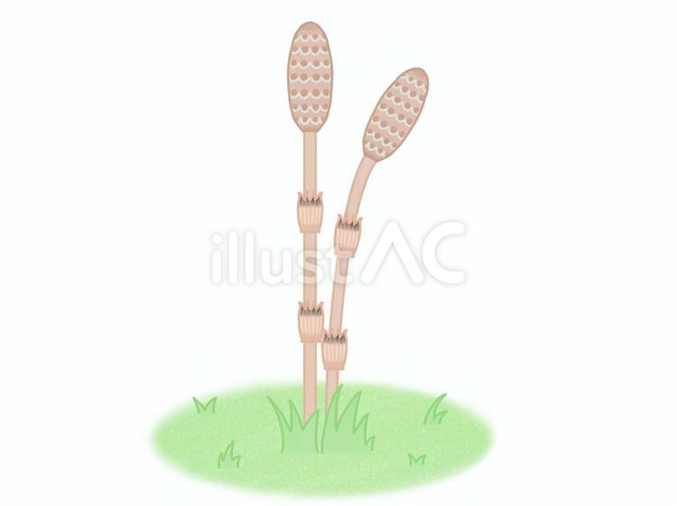 つくしのイラスト つくし,植物,春のイラスト素材