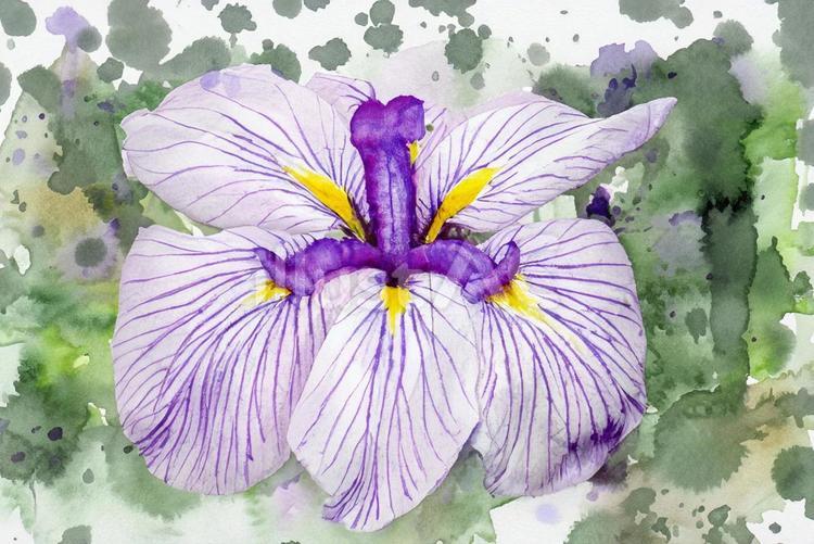 花菖蒲 花菖蒲,菖蒲園,水彩画のイラスト素材