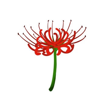 彼岸花　手描き 彼岸花,曼珠沙華,秋,花,赤,かわいい,手描きのイラスト素材