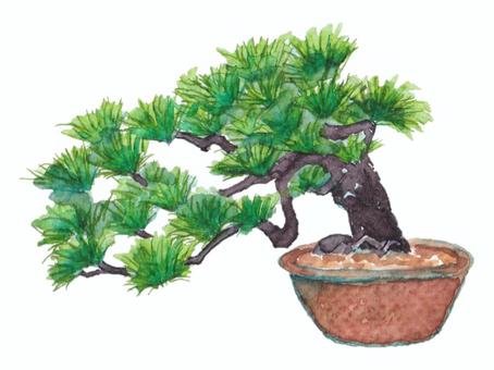 水彩で描いた盆栽の松 盆栽,松,鉢植え,水彩,手描き,水彩画,植物,和,和風,日本のイラスト素材