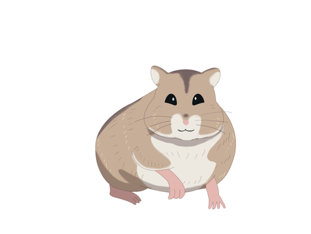 ハムスター(正面・主線なし) ハムスター(正面・主線なし) ジャンガリアンハムスター,ヒメキヌゲネズミ,ドワーフハムスター,ハムスター,動物,正面,主線なしのイラスト素材