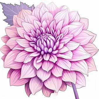 Dahlia, , JPG