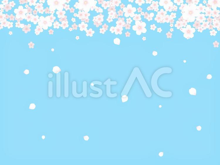 さくらPNG 桜,花,花びらのイラスト素材