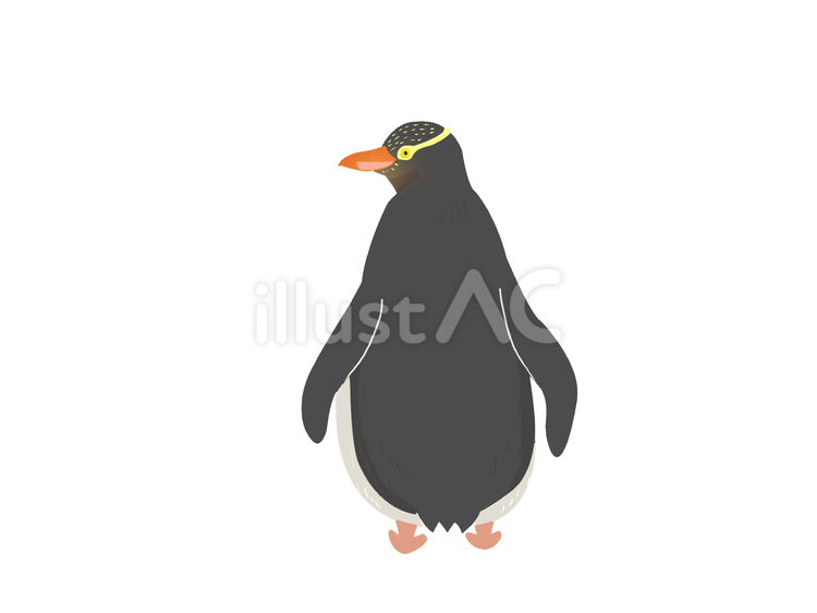 キンメペンギン（後ろ姿・主線なし） キンメペンギン,キガシラペンギン,グランドペンギンのイラスト素材