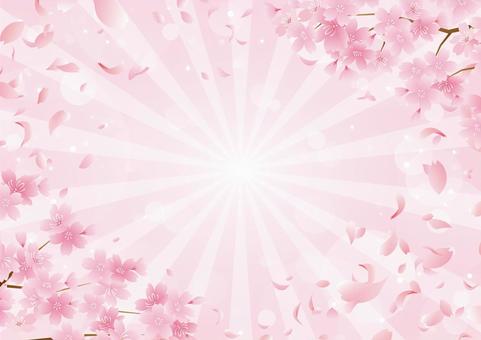 Background material of cute cherry blossoms and concentrated lines, , JPG