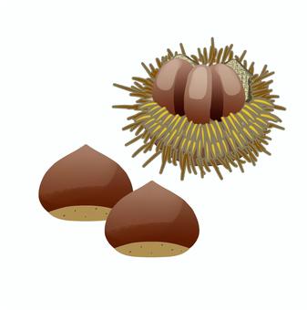 栗のイラスト 栗,栗ひろい,いがぐり,木の実,秋,秋の味覚,ナッツ類,スーパーフード,素材,イラストのイラスト素材