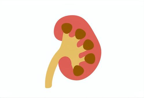 腎臓 人体,内臓,神経,臓器,腎臓のイラスト素材