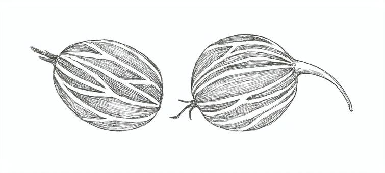 Illustration, groselha, fruta, comida, 