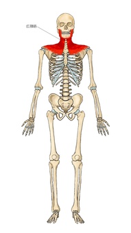 骨格と広頚筋 広頚筋,筋,筋肉,ガイコツ,解剖,骨,モデル,骨格,解剖学,スケルトンのイラスト素材