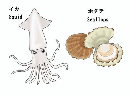 イカ　ホタテ イカ,ホタテ,魚介類,貝,軟体動物,いか,帆立,カイ,squid,scallopsのイラスト素材