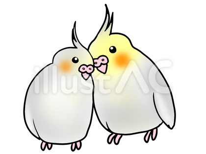オカメインコ ペア