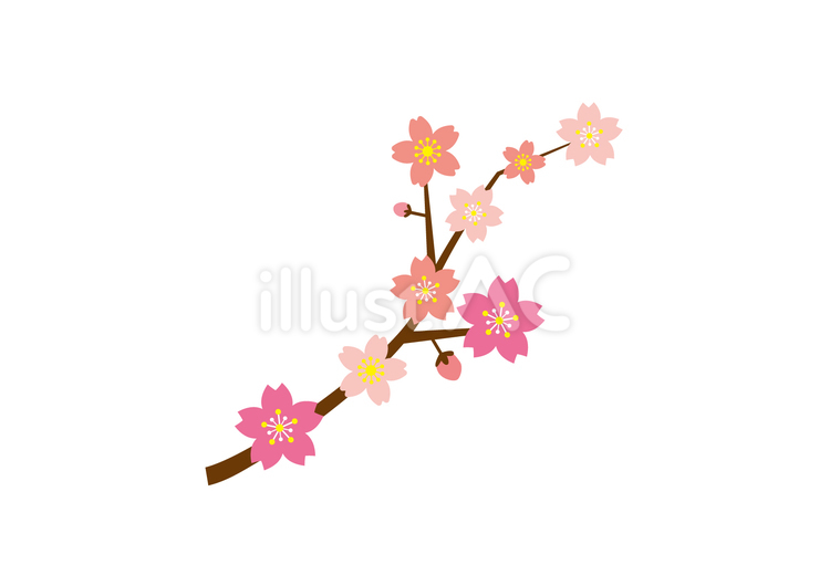 桜の花　枝 桜の花,桜,花のイラスト素材