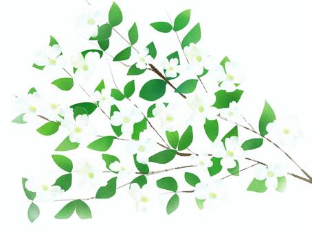 Flower water tree background white, JPG and PNG Flower water tree background white, flower tree, flower, card, JPG and PNG