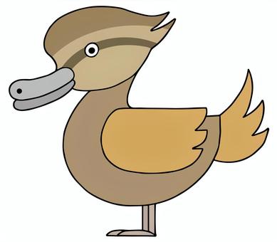 マガモ・鴨(メス) マガモ,鴨,メス,野鳥,鳥,動物,キャラクター,イラストのイラスト素材