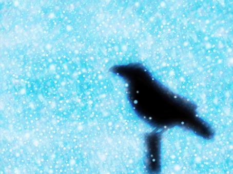 Crow hit by heavy snow, JPG Crow hit by heavy snow, crow, black, wild bird, JPG